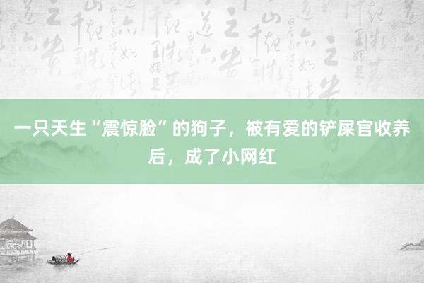 一只天生“震惊脸”的狗子，被有爱的铲屎官收养后，成了小网红