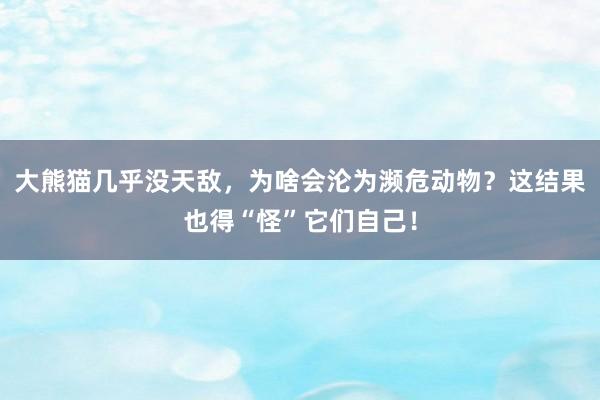 大熊猫几乎没天敌，为啥会沦为濒危动物？这结果也得“怪”它们自己！