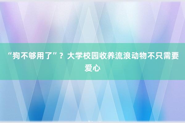 “狗不够用了”？大学校园收养流浪动物不只需要爱心