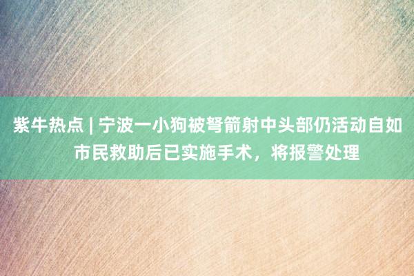 紫牛热点 | 宁波一小狗被弩箭射中头部仍活动自如    市民救助后已实施手术，将报警处理