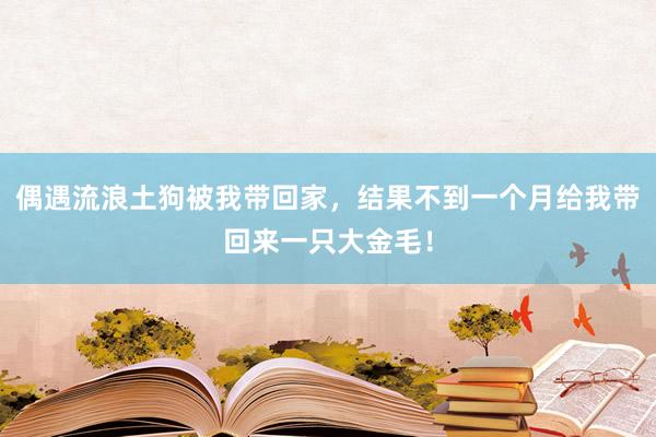 偶遇流浪土狗被我带回家，结果不到一个月给我带回来一只大金毛！